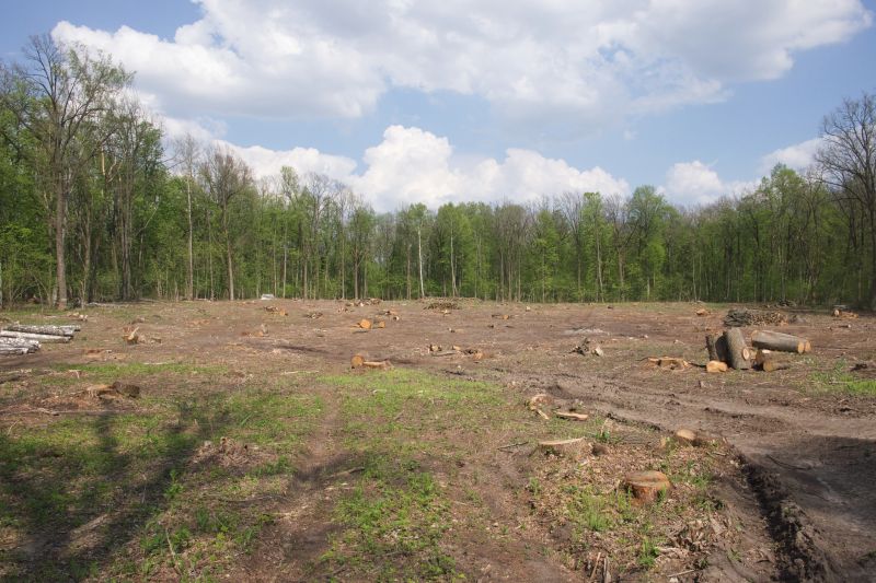 Forestry Clearing in Houston, TX