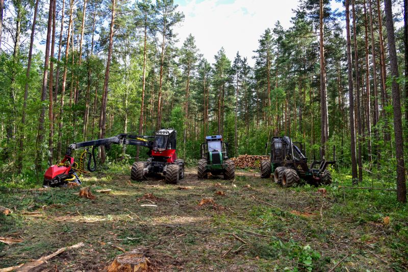 Pine Tree Clearing in Marietta, GA