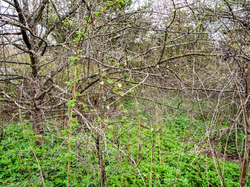 Underbrush Clearing in Houston, TX